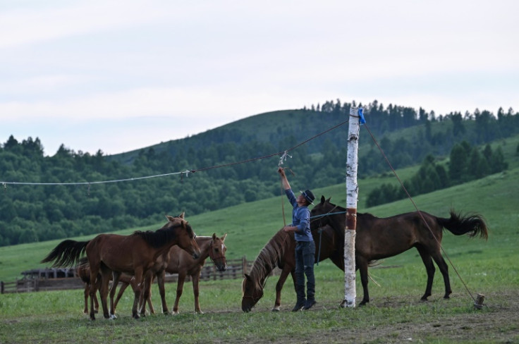 Herder Gan-Erdene Ganbat tends to his horses in Khutag-Undur, Bulgan province