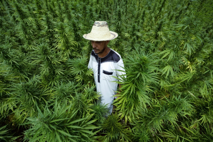Morocco is the world's biggest cannabis resin producer, according to the United Nations