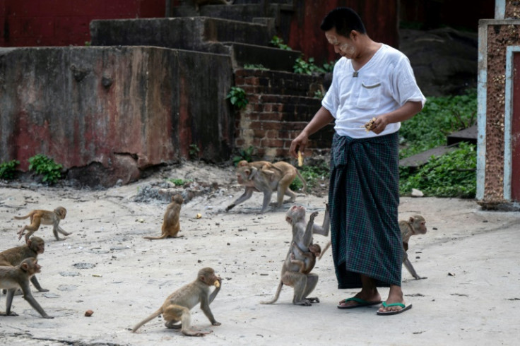 With pickings now slim, the monkeys at the temple are getting more aggressive