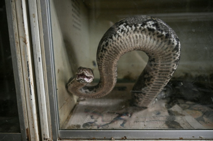 Researchers estimate there are at least 4,000 python farms in China and Vietnam alone