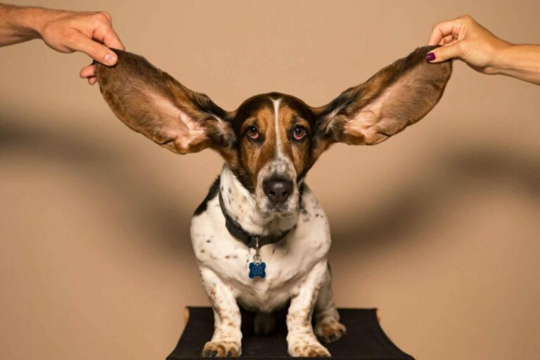 10 Dog Breeds Most Prone To Ear Infections