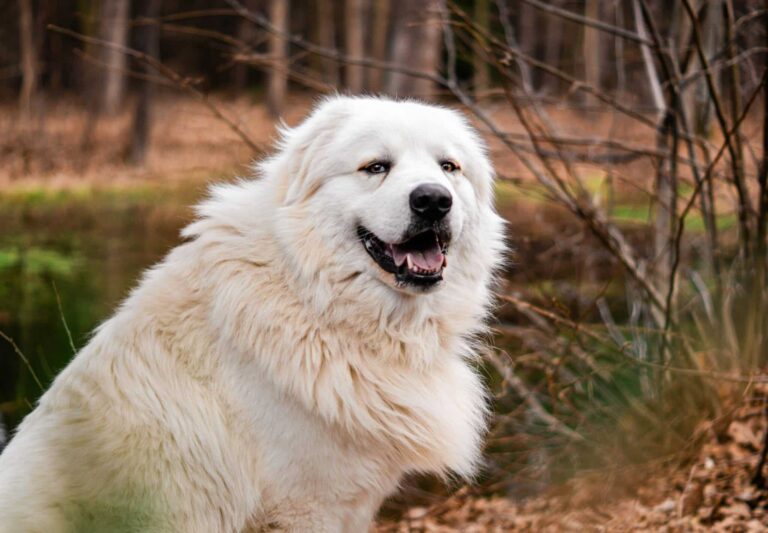 10 Dog Breeds That Are Like Hugs On Four Legs