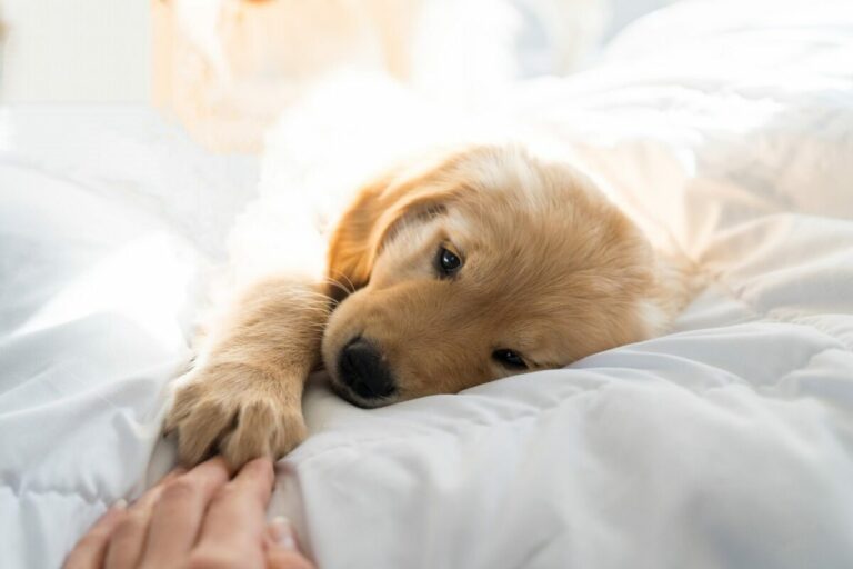 10 Dog Breeds Who Are Like Cuddly, Furry Therapists!