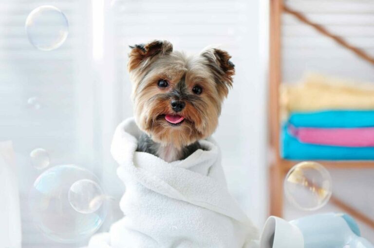 10 Dog Breeds With The Most Grooming Needs