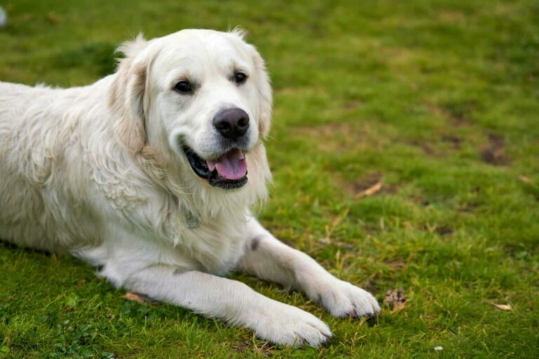 11 Dog Breeds That Look Like They’re Always Smiling