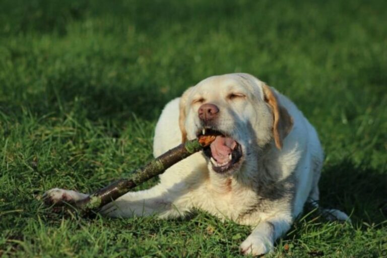 12 Dog Breeds Most Likely To Eat Something They
Shouldn’t