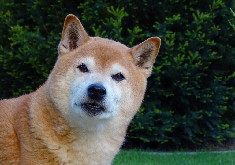 12 Dog Breeds That Are Still Remarkable Healthy In Their
Senior Years