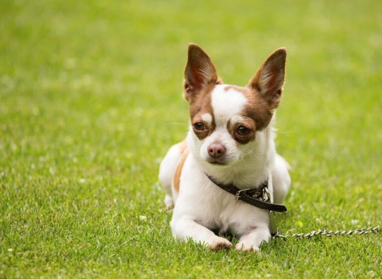 15 Best Dog Breeds for Someone in Their 50s