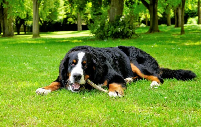 6 Huge Dog Breeds With Surprisingly Gentle
Personalities