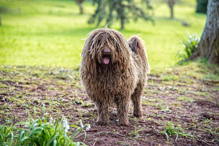 7 Dog Breeds That Look Like They Came from Another
Planet