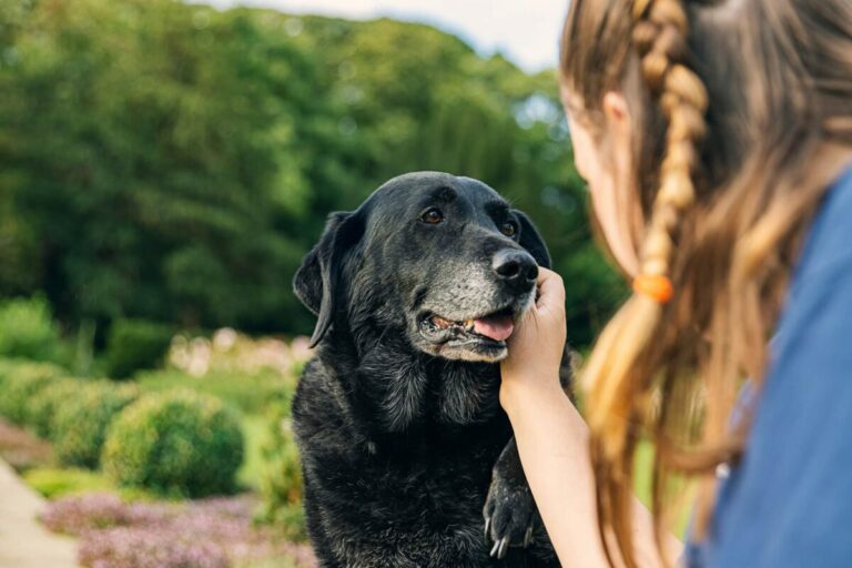 7 Dog Breeds That Require The Most Care In Their Golden
Years