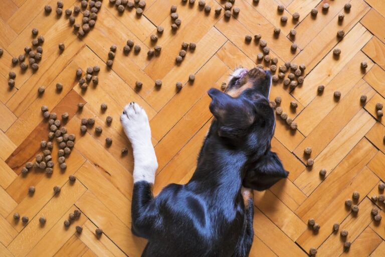 7 Dog Breeds With The Messiest Eating Habits