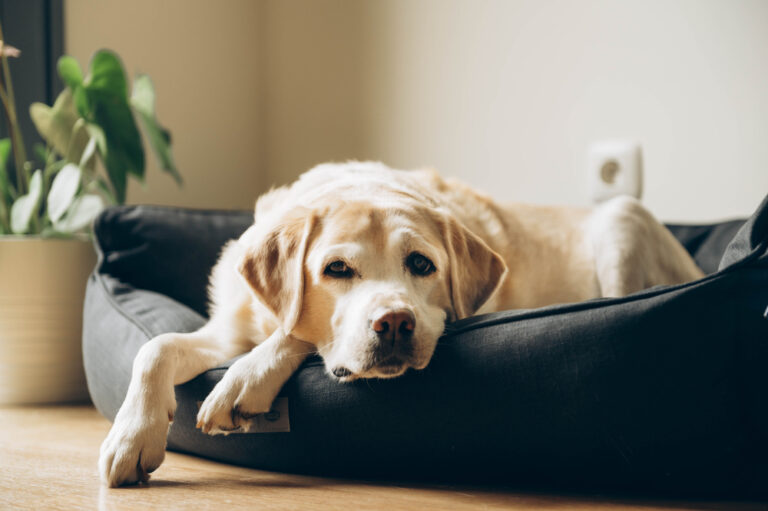 8 Best Orthopedic Dog Beds (+ 1 To Avoid)