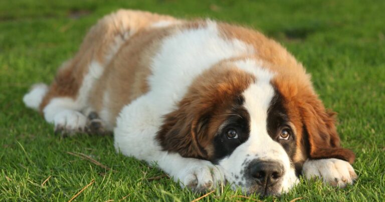 8 Dog Breeds Prone To Deadly Bloat