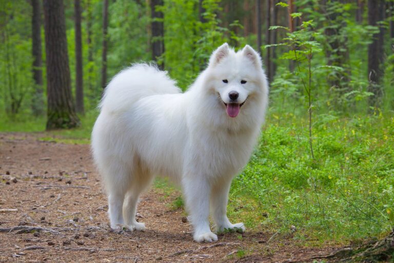 The 7 Softest Dog Breeds