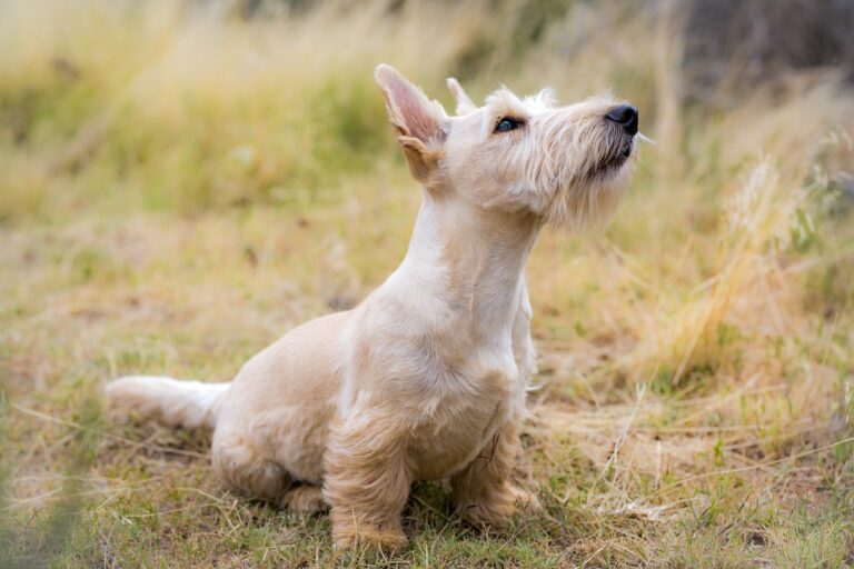 Top 8 ‘Calmest’ Dog Breeds: Gentle and Easygoing Puppies for
Seniors