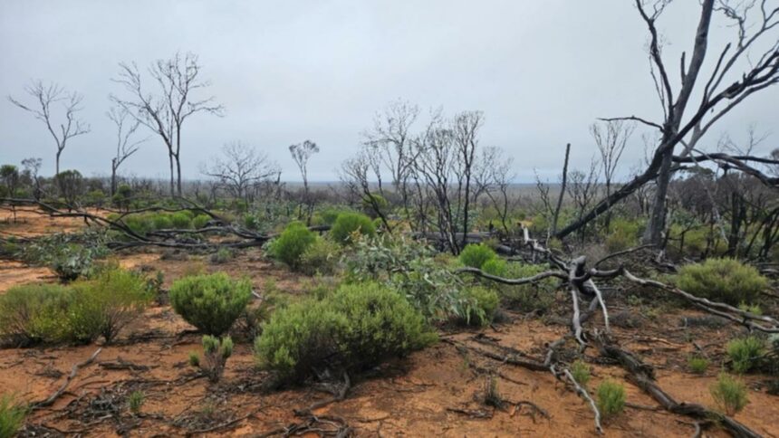 Allup nabs prize mineral sands project in Eucla Basin