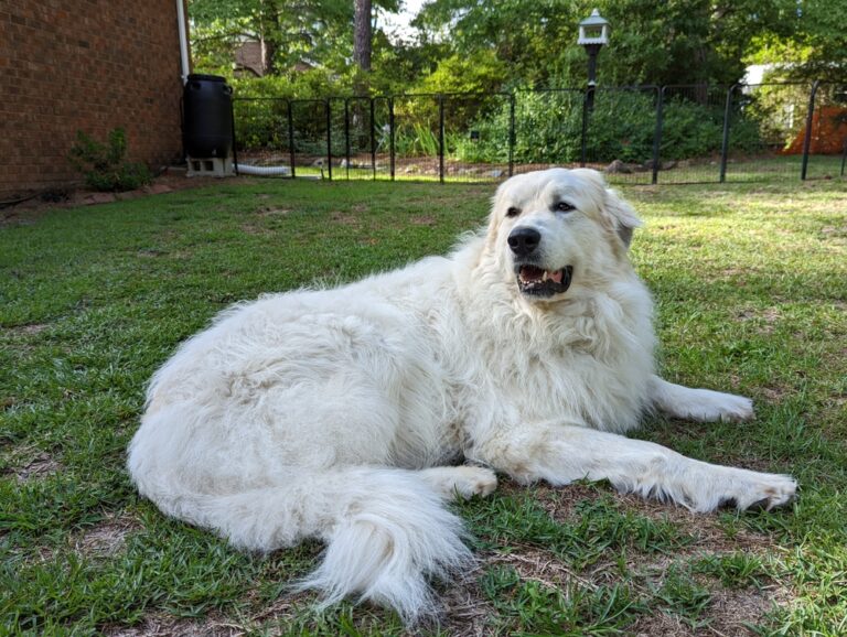 Are Great Pyrenees Good With Cats? Behavior &amp;
Temperament