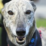 Bondi Vet’s Kate Adams demands Minister phase out grey hound racing in NSW