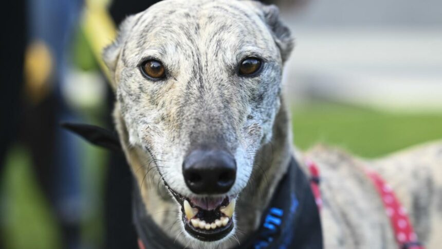 Bondi Vet’s Kate Adams demands Minister phase out grey hound racing in NSW