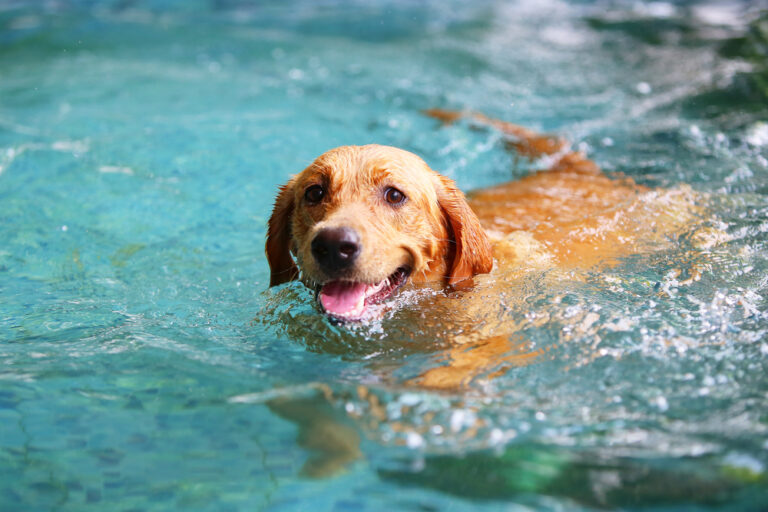 Can Dogs Swim Without Training? Vet-Verified Facts &amp;
FAQ