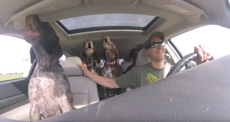 Dad Sets Up Camera To Show The 4-Giant Dogs ‘Going Crazy’ On
The Way To Their Favorite Place