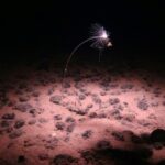 A handout image made available by the National Oceanography Centre shows a carnivorous sponge, Axoniderma mexicana, photographed during a recent expedition to the NE Pacific abyss and found in the Clarion-Clipperton Zone (CCZ)