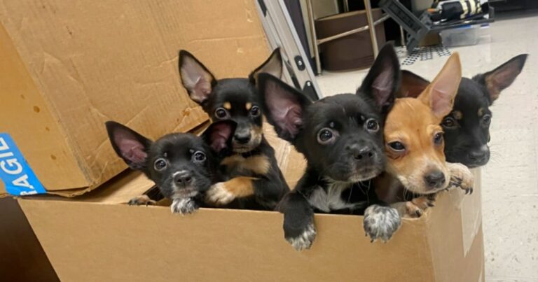 Ditched Puppies Tumble Out Of Box To Get ‘Extra Help’ From
Teacher