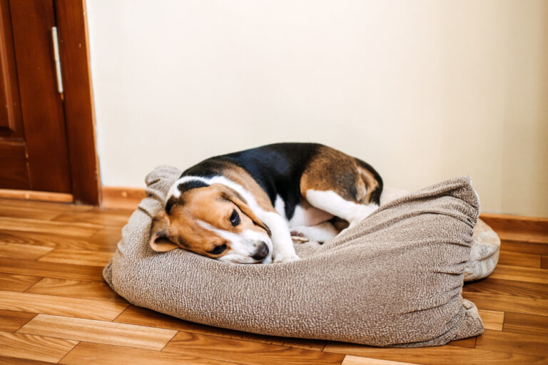 Do Dogs Have Period Cramps? Vet-Verified Health Fact
&amp; FAQ