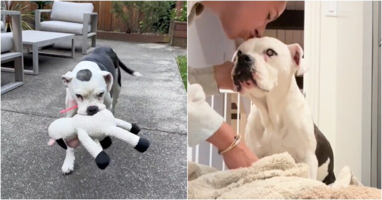 Dog Gets Her Own Bed And Foster To Tuck Her In