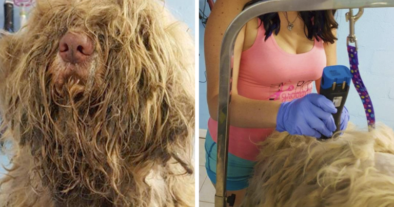 Dog Groomer Opened Shop In ‘Middle Of The Night’ To Give
Stray Dog Haircut, Found Beauty Beneath Matted Fur