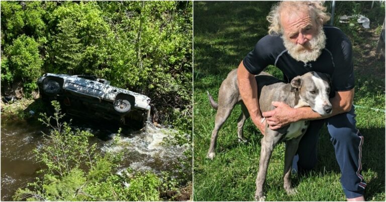 Dog Trekked 4 Miles To Get Help For Owner And Siblings Stuck
In Crash