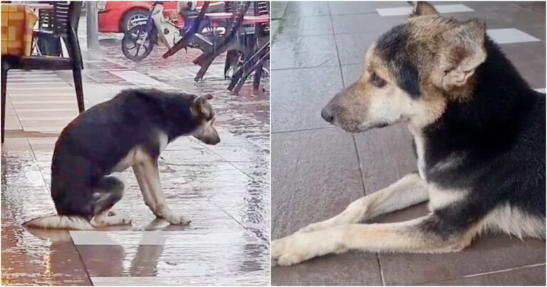 Dog Waits In Pouring Rain For Owner, But This Time She’s
Coming Back