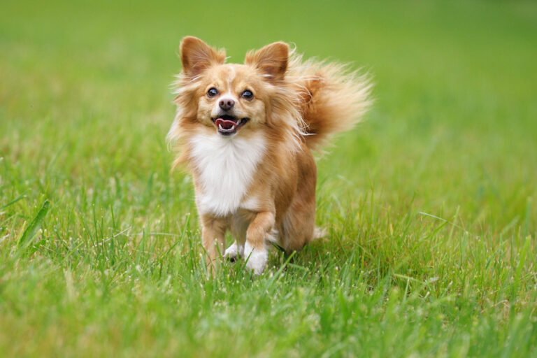 How Fast Can a Chihuahua Run? Vet-Verified Facts &amp;
Info