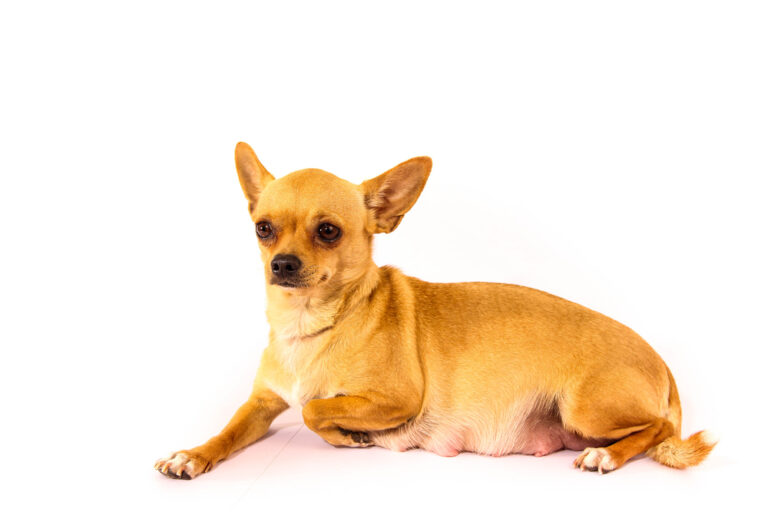 How Long Are Chihuahuas Pregnant? Our Vet Explains Pregnancy
&amp; Care Guide