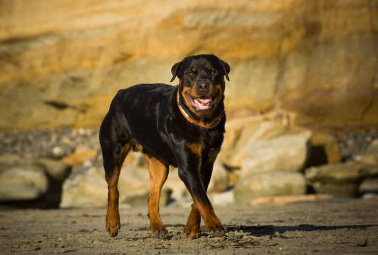 How Long Do Rottweilers Live? Average Lifespan, Data
&amp; Care