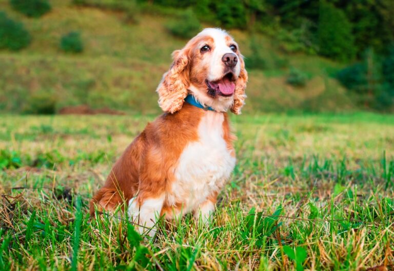 How Old Is 8 in Dog Years? Vet-Approved Guide to Each Size
of Dog