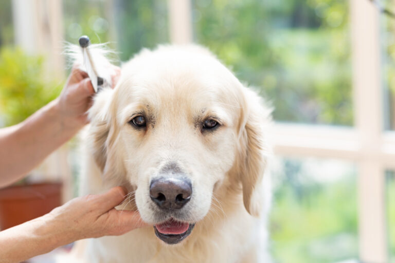 How to Groom A Golden Retriever: 12 Vet-Reviewed Tips
&amp; FAQ