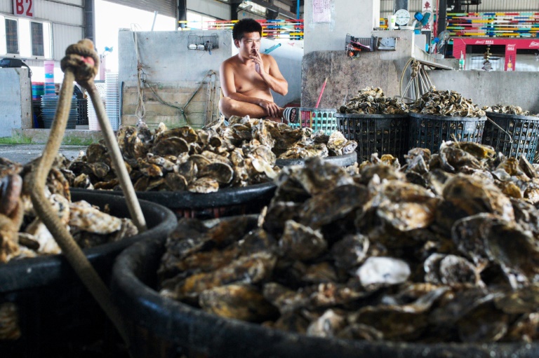 The Gijin Seafood Factory uses around 100 tonnes of oyster shells a year to churn out around 900 tonnes of Seawool, a trademarked and patented fabric