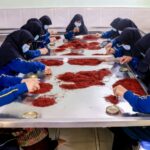 Afghan female workers sort and process dry Saffron at a facility in Herat