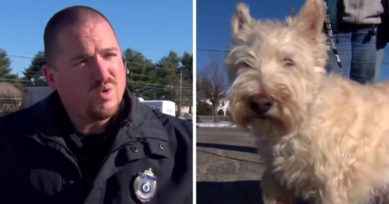 Tiny Dog Runs Up To Cop And Starts Barking Loudly, ‘Begs’
The Cop To Follow Him