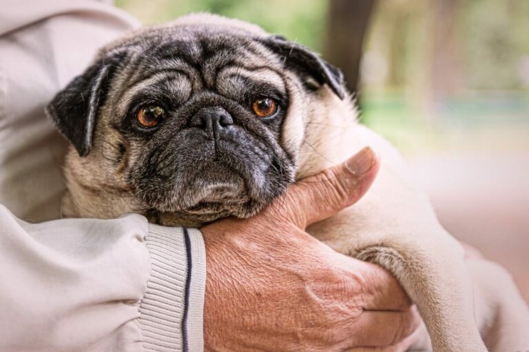 Top 12 Best Temperament Dog Breeds For Seniors