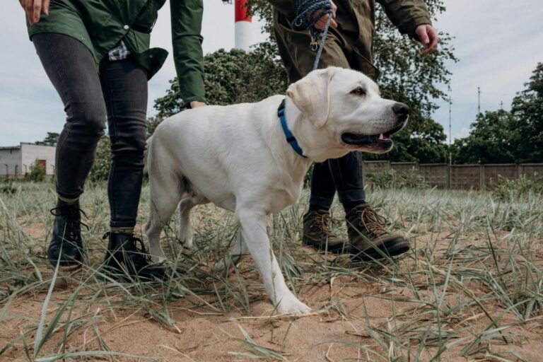 Top 12 Dog Breeds For Married Couples