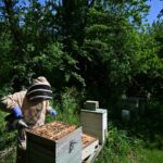 Beekeeper Lynne Ingram tends to a hive in Somerset