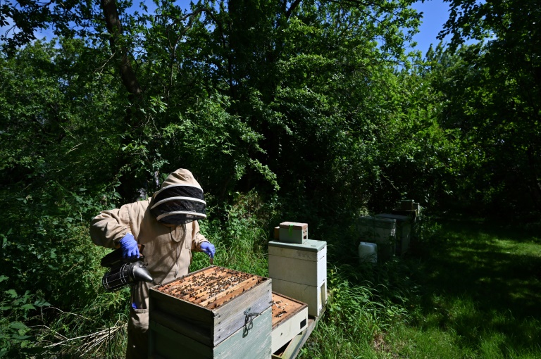 Beekeeper Lynne Ingram tends to a hive in Somerset