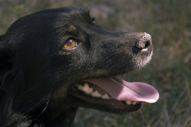 What Does It Mean if a Dog’s Nose Is Dry? 10 Vet-Verified
Reasons &amp; What to Do