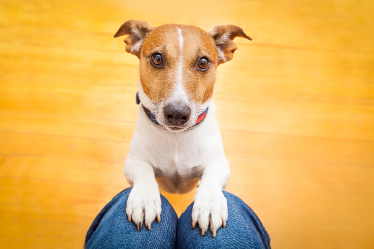 Why Do Dogs Beg for Food? 4 Reasons &amp; How to Prevent
This Behavior (Vet-Reviewed)