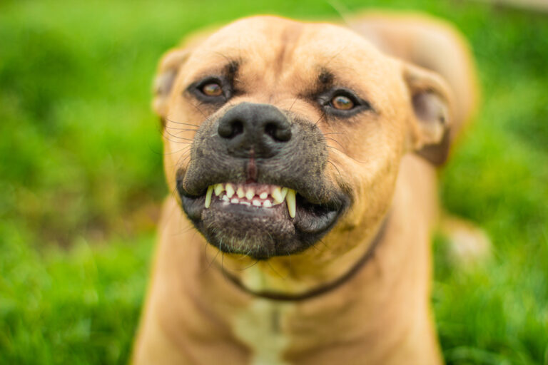 Why Do Dogs Grind Their Teeth? 5 Vet-Reviewed Reasons
&amp; What to Do