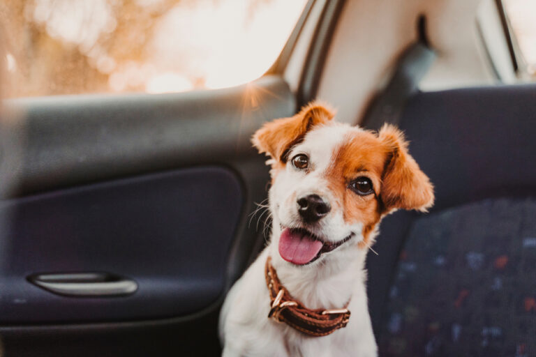 Why Do Dogs Pant in the Car? Vet Reviewed Causes, Risks
&amp; Prevention