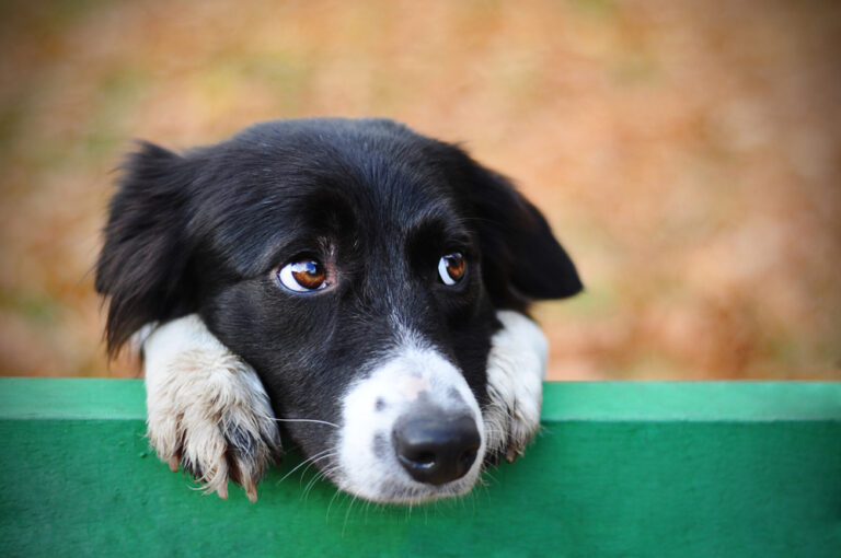 Why Do Dogs Side Eye? Vet-Approved Behavior
Explanation